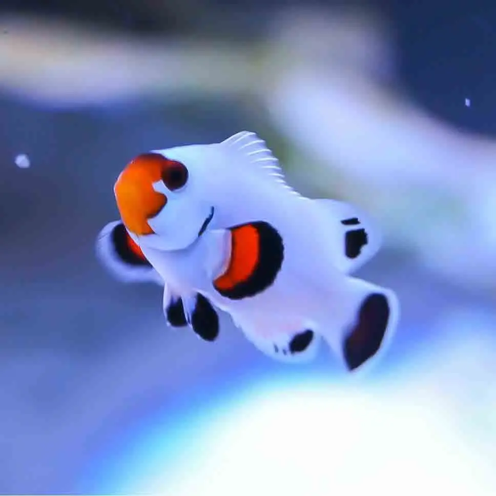 PAYASO WYOMING WHITE