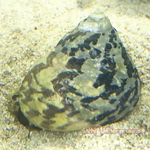 Caracol Zebra