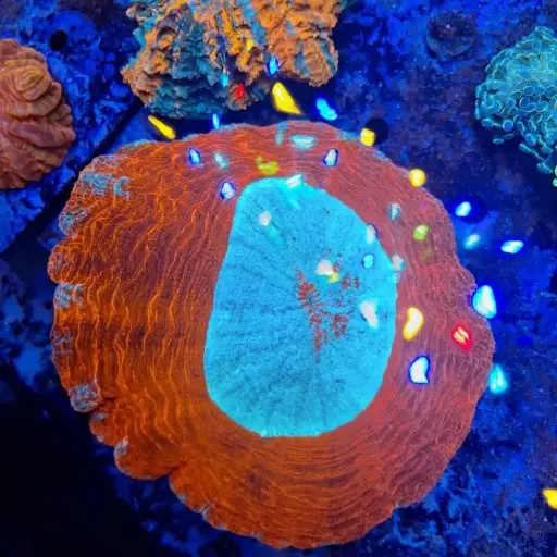 Acanthophyllia Roja