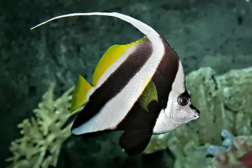 Mariposa Heniochus