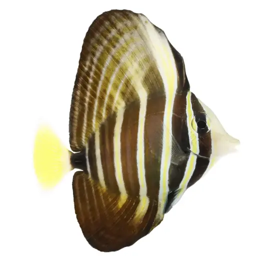 CIRUJANO DE VELO